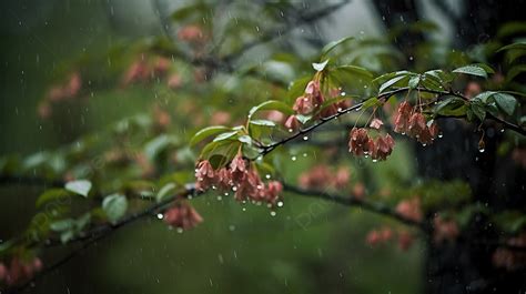 مطر الربيع